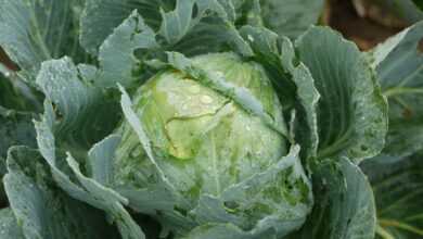 cabbage, white cabbage, fresh