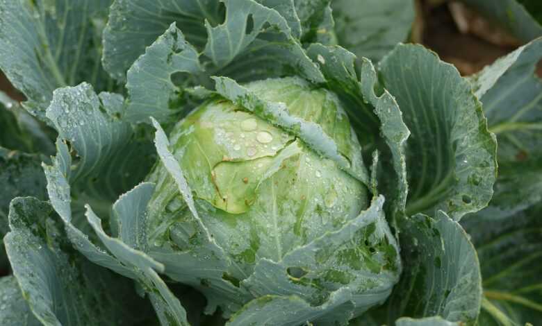 cabbage, white cabbage, fresh