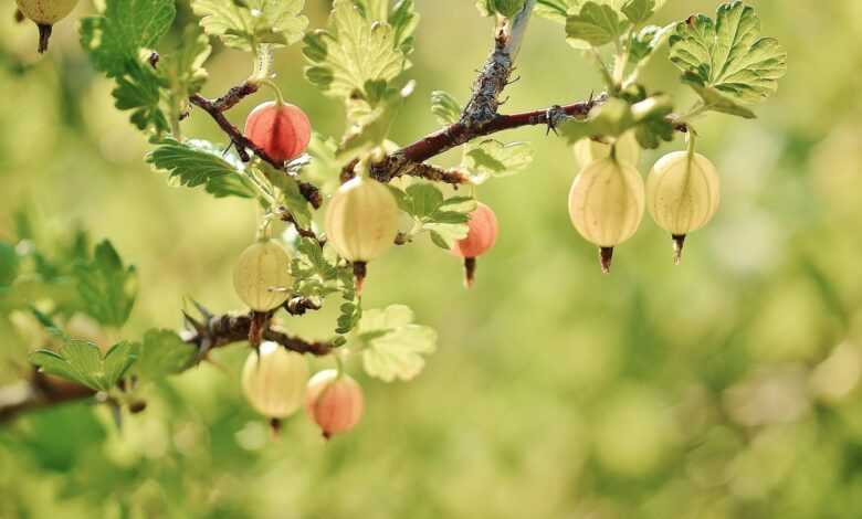 gooseberry, fruits, tree