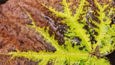 leaf, fallen, autumn