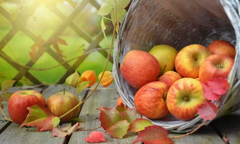 apples, leaves, fall