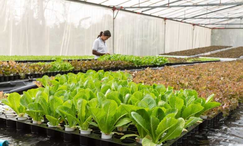 greenhouse, agriculture, aquaculture