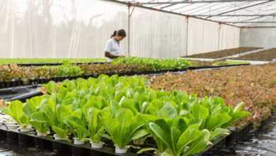 greenhouse, agriculture, aquaculture