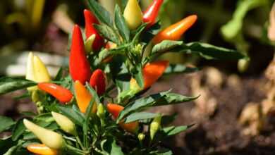 chili pepper, fruit, plant