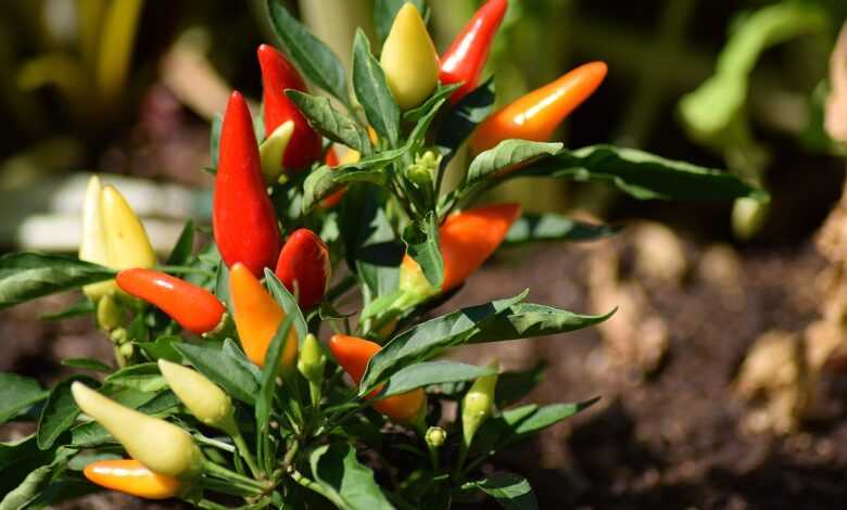 chili pepper, fruit, plant