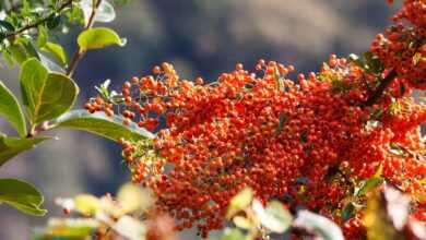 sea buckthorn, berry, fruit