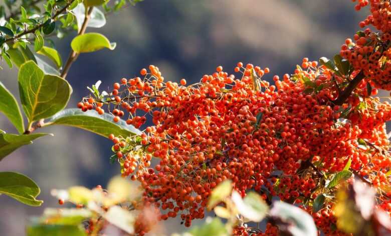 sea buckthorn, berry, fruit