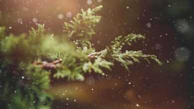 winter, plant, branch, tree, nature, snowflakes, advent, christmas time, christmasbackground, happychristmas, christmas wallpaper, winter, winter, winter, winter, winter, advent