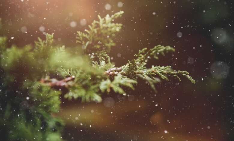 winter, plant, branch, tree, nature, snowflakes, advent, christmas time, christmasbackground, happychristmas, christmas wallpaper, winter, winter, winter, winter, winter, advent