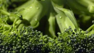 broccoli, organic, food