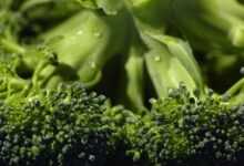 broccoli, organic, food, vegetable, green, healthy eating, vegetarian food, raw food, green food, green vegetables, broccoli, broccoli, broccoli, broccoli, broccoli, food