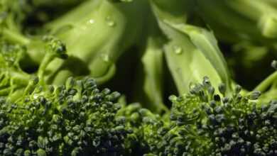 broccoli, organic, food, vegetable, green, healthy eating, vegetarian food, raw food, green food, green vegetables, broccoli, broccoli, broccoli, broccoli, broccoli, food