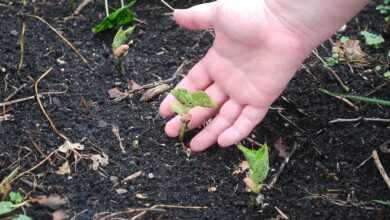 soil, hands, earth