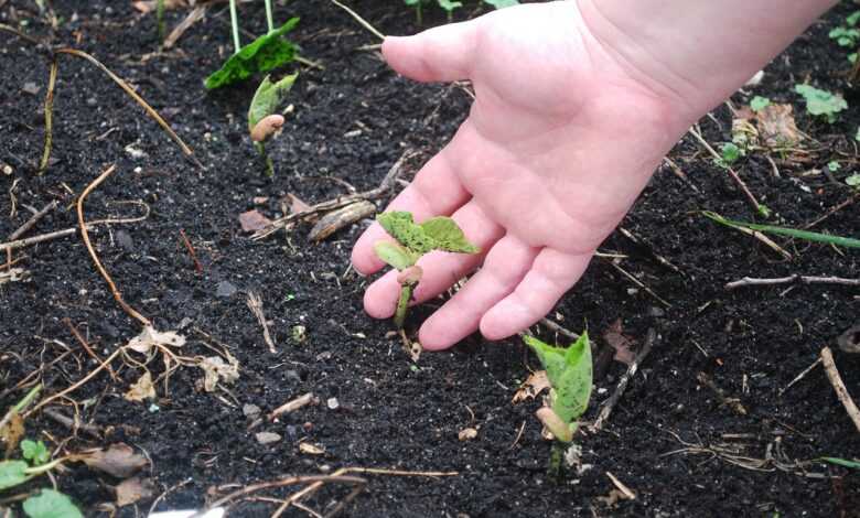 soil, hands, earth