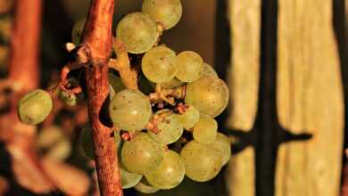 grapes, fall, grapevines