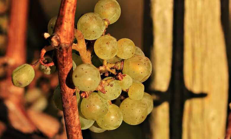 grapes, fall, grapevines