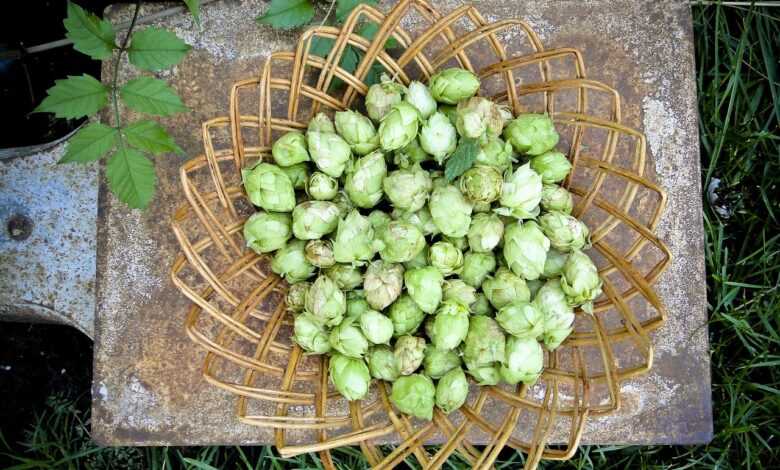 hops, harvest, green