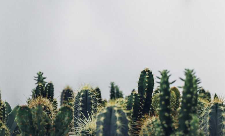 plants, cacti, botany