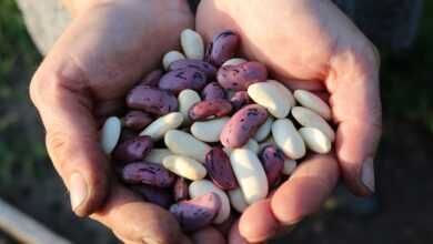 runner beans, food, people