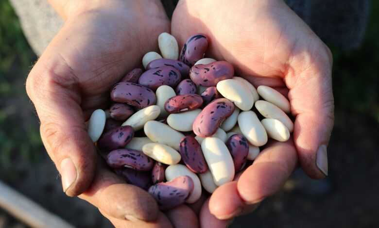 runner beans, food, people