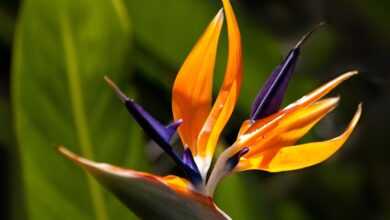 flower, bird of paradise flower, garden