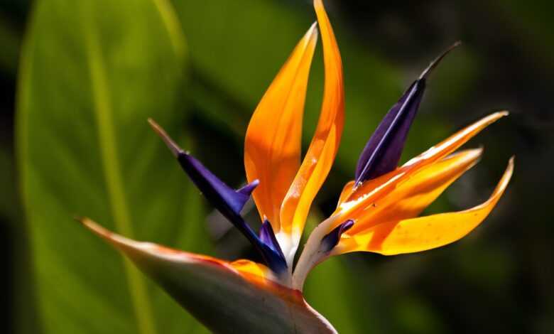 flower, bird of paradise flower, garden