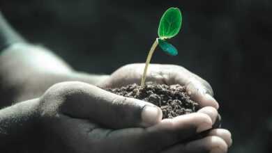 hands, macro, plant