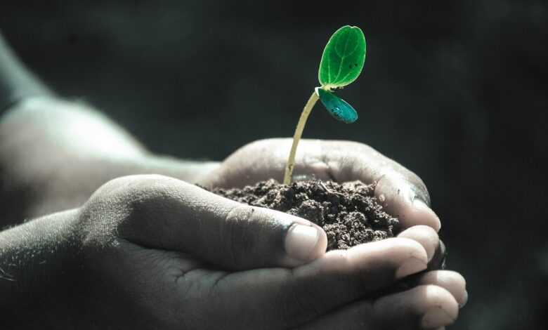 hands, macro, plant, soil, grow, life, nature, gray life, gray plant, gray plants, plant, plant, soil, soil, grow, life, life, life, life, life