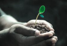 hands, nature, macro, plant, soil, grow, life, gray life, gray plant, gray plants