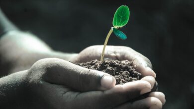 hands, nature, macro, plant, soil, grow, life, gray life, gray plant, gray plants