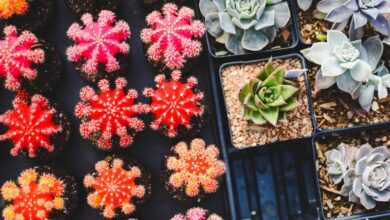 cacti, plants, succulents, pots, potted plants, garden, gardening, succulent plants, flora, botany, nature, succulents, succulents, succulents, succulents, succulents, gardening, gardening, gardening, gardening, succulent plants