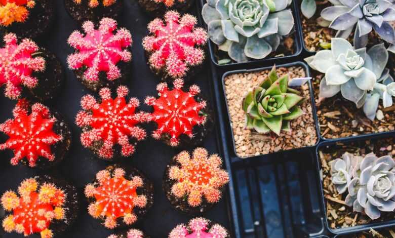 cacti, plants, succulents, pots, potted plants, garden, gardening, succulent plants, flora, botany, nature, succulents, succulents, succulents, succulents, succulents, gardening, gardening, gardening, gardening, succulent plants