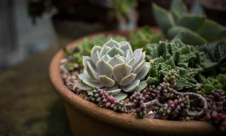 cacti, flora, flowers