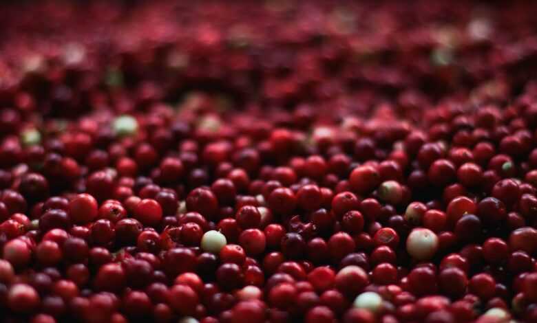 berries, cranberries, red