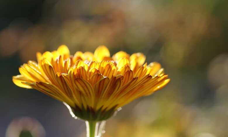 marigold, flower wallpaper, flower, beautiful flowers, flower background, plant, calendula, petals, yellow flower, bloom, blossom, medicinal plant, nature, summer, closeup