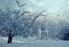 trees, snow, winter, wintry, snowy, snowfall, winter magic, frost, winter dream, nature, white, cold, winter forest, landscape, mood, frosty, winter mood, snow landscape, snow, snow, winter, winter, snowy, snowfall, snowfall, snowfall, snowfall, snowfall