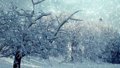 trees, snow, winter