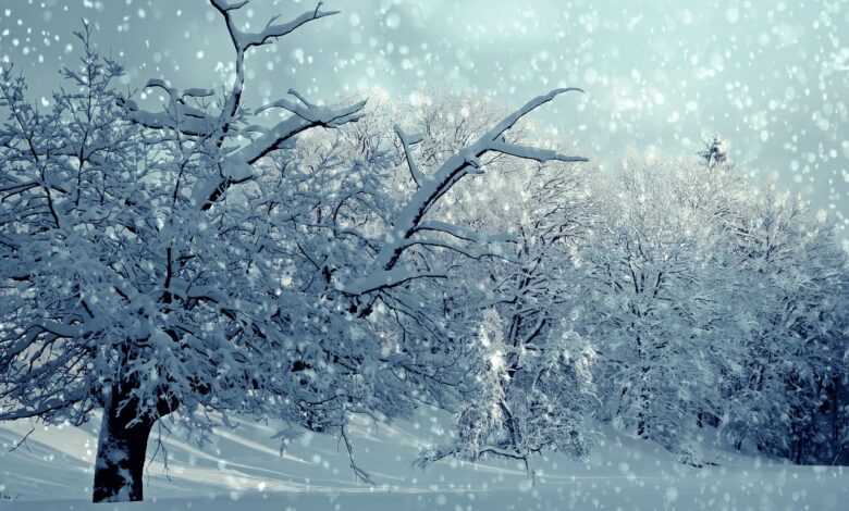 trees, snow, winter