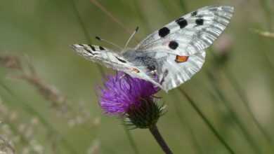 apollo, butterfly, apollofalter