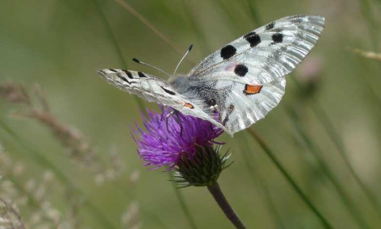 apollo, butterfly, apollofalter