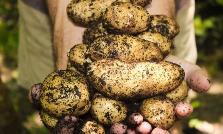 potatoes, natural, soil