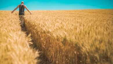 man, wheat crops, barley