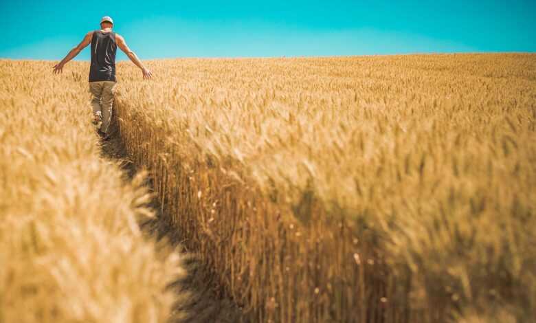 man, wheat crops, barley