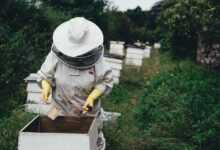 apiary, bee, bee farm, beehive, nature, beeswax, garden, harvest, honey, honeycomb, lid, outdoors, people, protective gear, summer, vegetation, bee keeper, world bee day