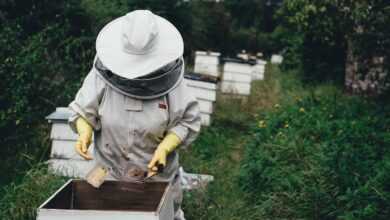 apiary, bee, bee farm, beehive, nature, beeswax, garden, harvest, honey, honeycomb, lid, outdoors, people, protective gear, summer, vegetation, bee keeper, world bee day
