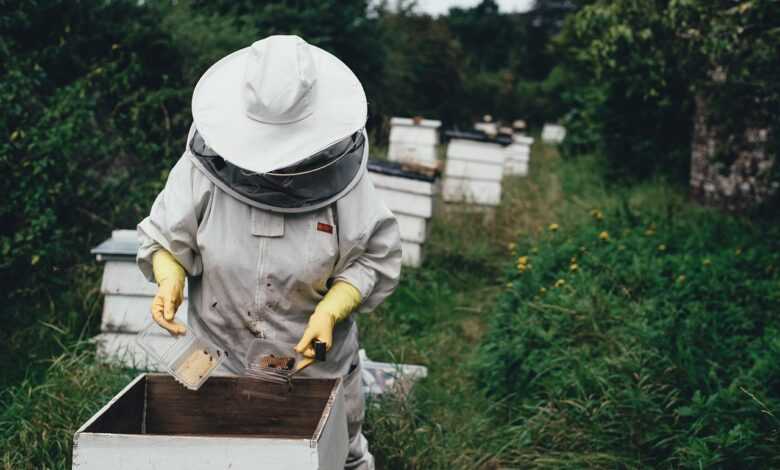 apiary, bee, bee farm, beehive, nature, beeswax, garden, harvest, honey, honeycomb, lid, outdoors, people, protective gear, summer, vegetation, bee keeper, world bee day