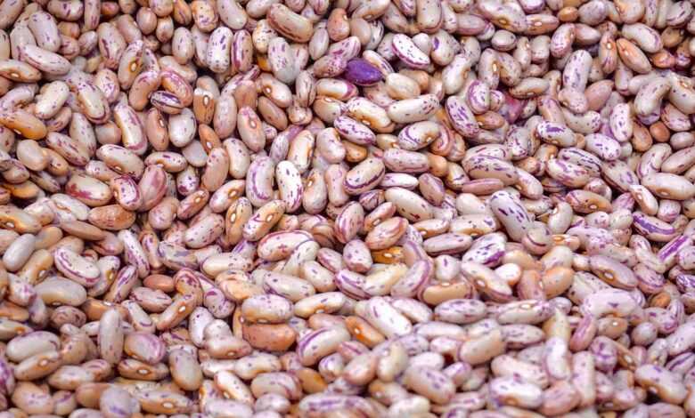 agriculture, beans, close-up