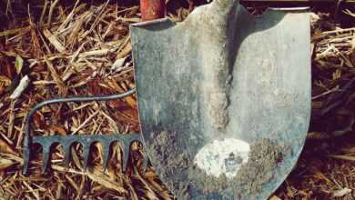 shovel, rake, dirt, farm, garden, hand tools, labor, metal, nature, tools