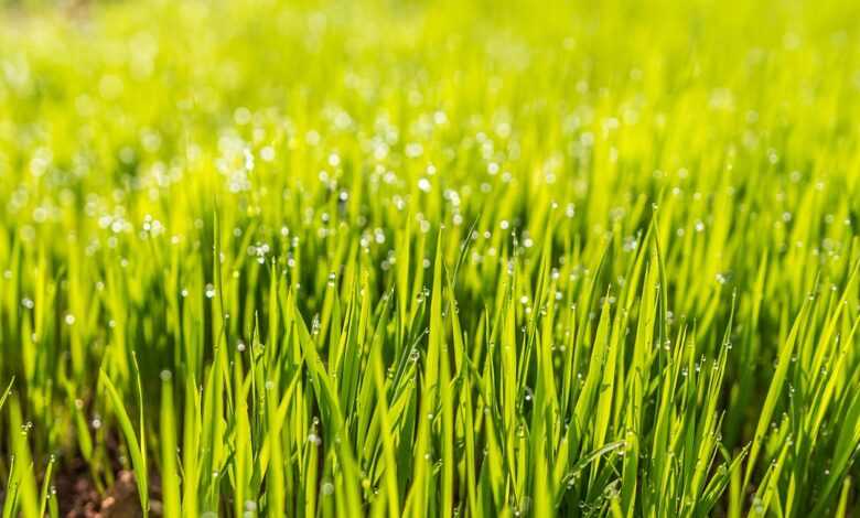 dew, field, grass