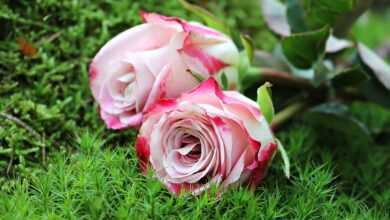 roses, flowers, petals, grass, nature, flora, flower background, botany, plants, rosaceae, moss, floral, floral arrangement, flower wallpaper, roses, beautiful flowers, roses, roses, flowers, flowers, moss, floral, floral, floral, floral, floral